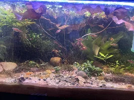 Having an issue with my salt and pepper Corys .