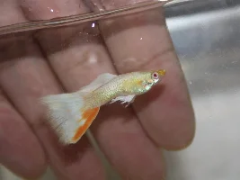 Guppy Water Hardness?
