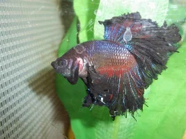 Trimming Betta's Tail.