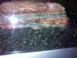 'golden Catfish' Bought A New Fish But Cant Remeber It Proper