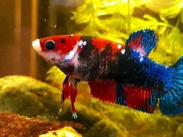 Meet Cheriko