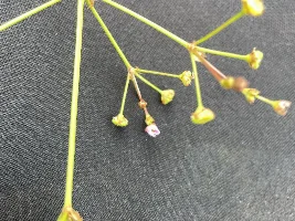 Saggitaria ID?