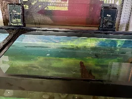 3 season porch tank with native fish…