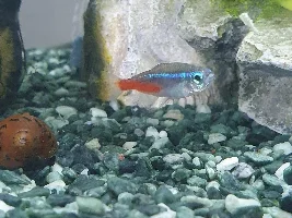 Neon Tetra White Growth