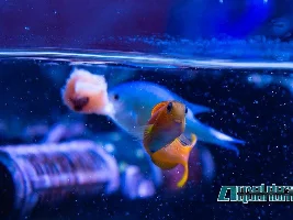 Saltwater pics