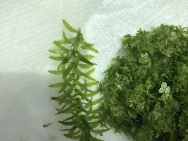 Shipping some plants :D