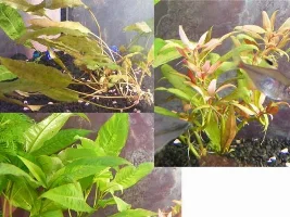 Plant Id