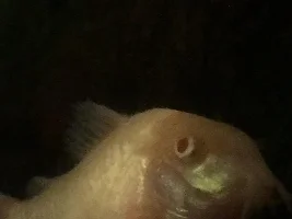 SICK ALBINO CORY?