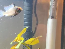 Please help Identify gender of Electric Blue Rams.