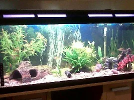 160 Planted Setup