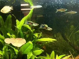 Should I breed out this Guppy Strain?