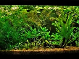 Should I add Chocolate and Samurai gouramis to my 75-gallon tank?