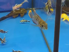 New fish!
