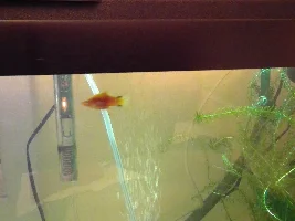 Platy swimming at top of tank head up, very frantic