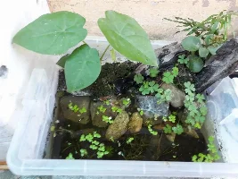 Planning ideas for future paludarium