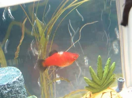 Large White Patch On Platy's Back
