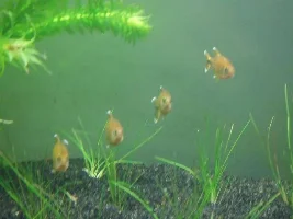 Algae Has Hit! New Pics Added 25/04