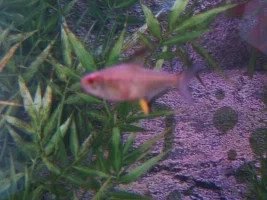 Sick Fish