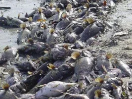 Tsunamis overtakes 8 Countries