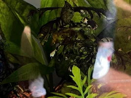 Guys. Need help here. Angelfish all of a sudden developed a sore spot.