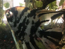 Huge red spot on angels head