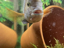Green Terror Cichlid Mouth Issue
