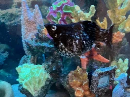PLEASE HELP! Gigantic Molly Unexplainable - Photos and stats included