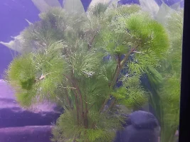 Can I add these fish to my 55 gallon?