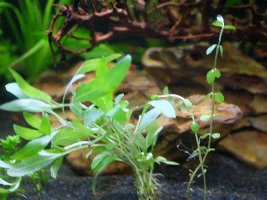 Tell me where to stick my new plants! (behave... ;-) )