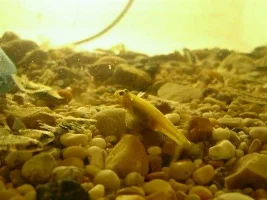 Yellow Tailed Spiny Eel + a few others