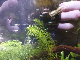 Neon Tetras chasing each other?