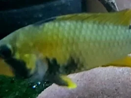 River Creek 22g