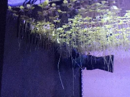 Guppy sucked into filter intake