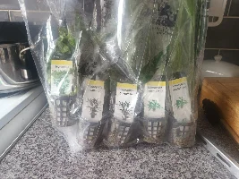 The Arch - My messy journey to a 180L planted paradise