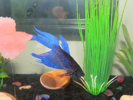 Help me identify my betta.