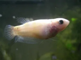 Marble Girl Changing Colour