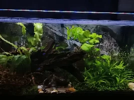 30 gallon office tank