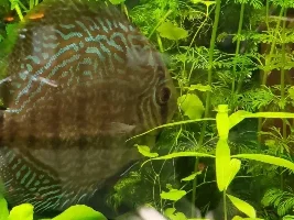 Discus and their diet