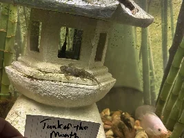 Un natural things in your tanks, that become your fishes favorite habitat…