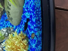 Black Molly with blue eye???