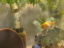 went plant collecting...