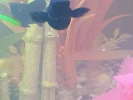 Pregnant black balloon molly?