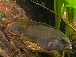 Apisto’s meeting the neighbors