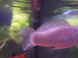 Help my Molly