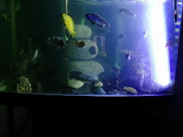 Still learning about Cichlids