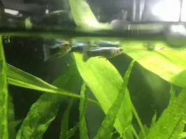 Guppies at top of tank