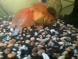 Help please!! - My goldfish has eaten another fish 😭