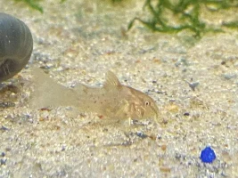 My Cories Are Spawning Everywhere!
