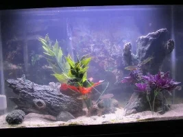 29G Brackish Tank