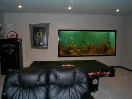 What Would You Do? Cichlids In A 1600 Gallon Tank...